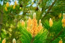 raw-organic-pine-pollen-tablets-60-count-3.jpg