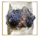 siberian-chaga-mushroom-loose-tea-with-o-6.jpg