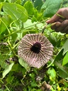 jamaican-duck-flower-flor-de-pato-wildcr-6.jpg