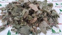 metrol-parijat-leaves-harsingar-leaves-p-2.jpg