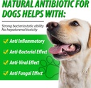 dog-antibiotics-natural-antibiotics-for--2.jpg