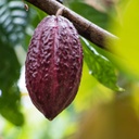 earthborn-elements-cacao-cocoa-200-capsu-5.jpg