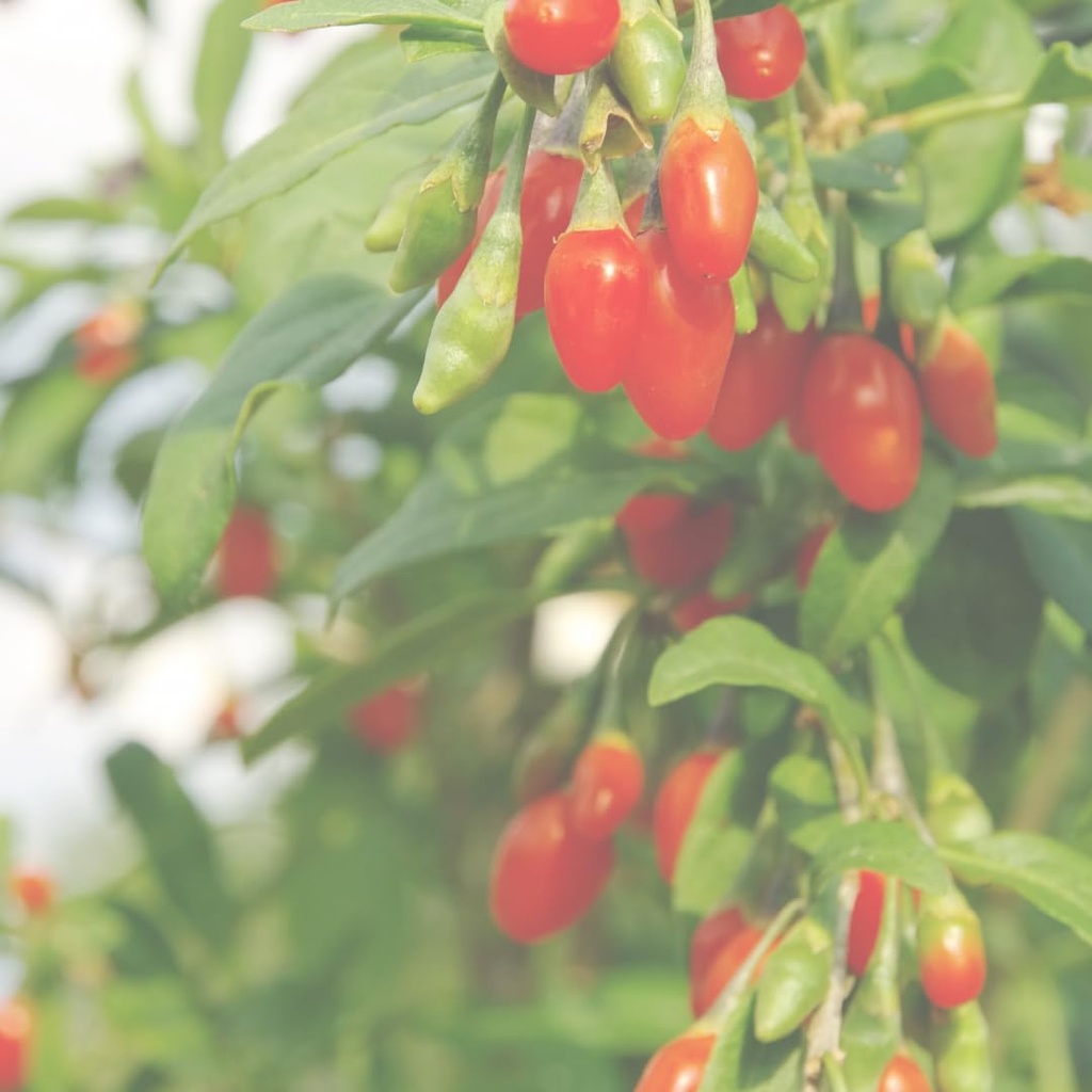 pure-original-ingredients-goji-berry-cap-6.jpg