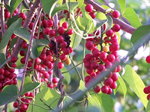 guduchi-supreme-highest-potency-dr-gumma-4.jpg