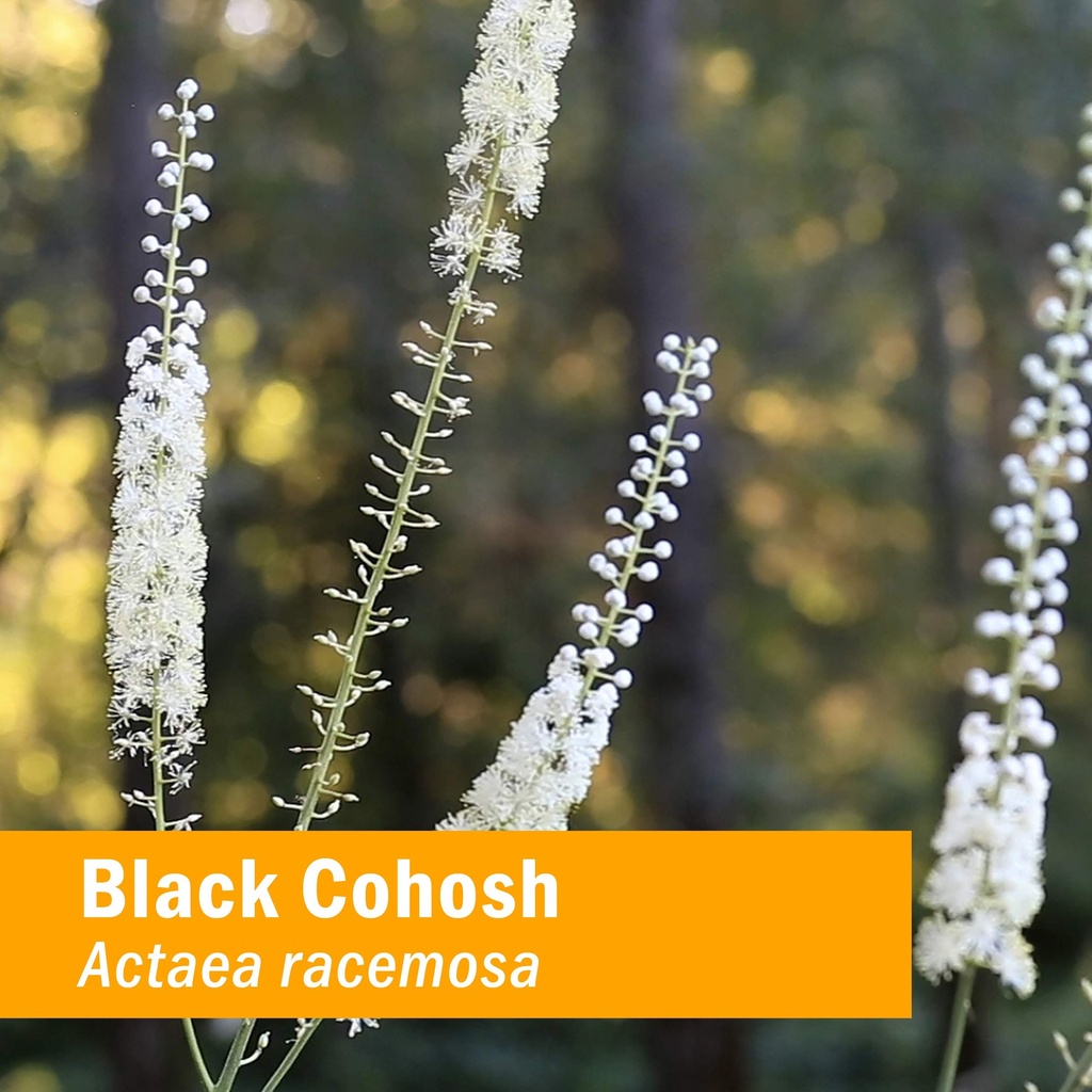 herb-pharm-certified-organic-black-cohos-2.jpg