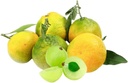 italian-citrus-bergamot-supplement-capsu-4.jpg