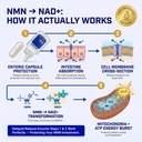 nmn-supplement-500mg-delayed-release-nad-4.jpg