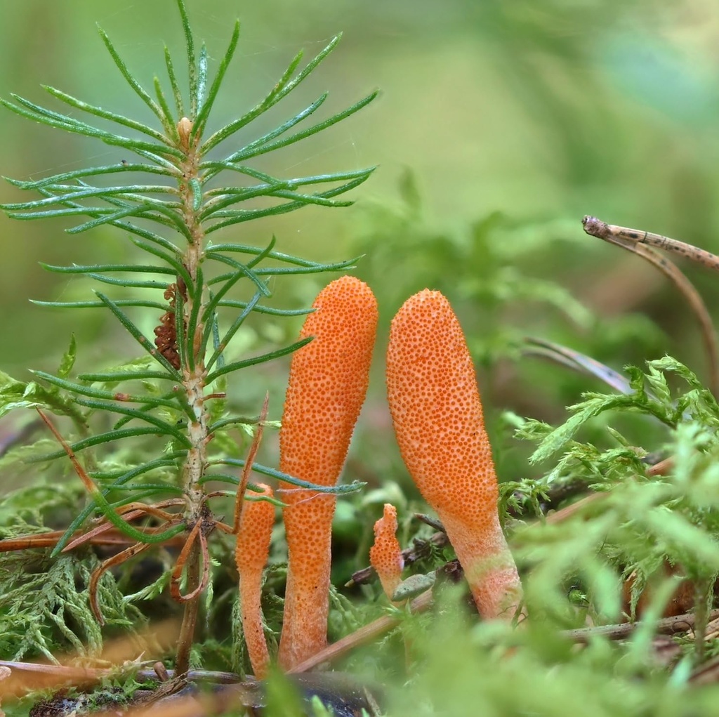 north-spore-organic-cordyceps-mushroom-t-6.jpg