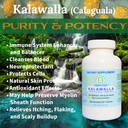 calaguala-with-polypodium-leucotomos-for-5.jpg