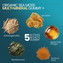 vitamax-irish-sea-moss-gummies-sea-moss--2.jpg