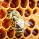 earthborn-elements-bee-propolis-1-gallon-5.jpg
