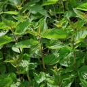 Nettle (Urtica Dioica) – OrginBud