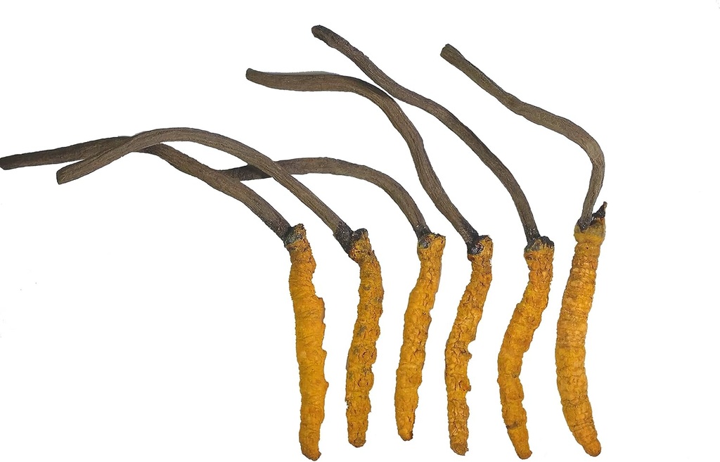 Wild Cordyceps, Whole Himalyan Cordyceps Sinensis Mushroom, Real and Very Rare, High Grade, Boost Energy, 3 Grams ve Kadınlar için Stresi Azaltıyor