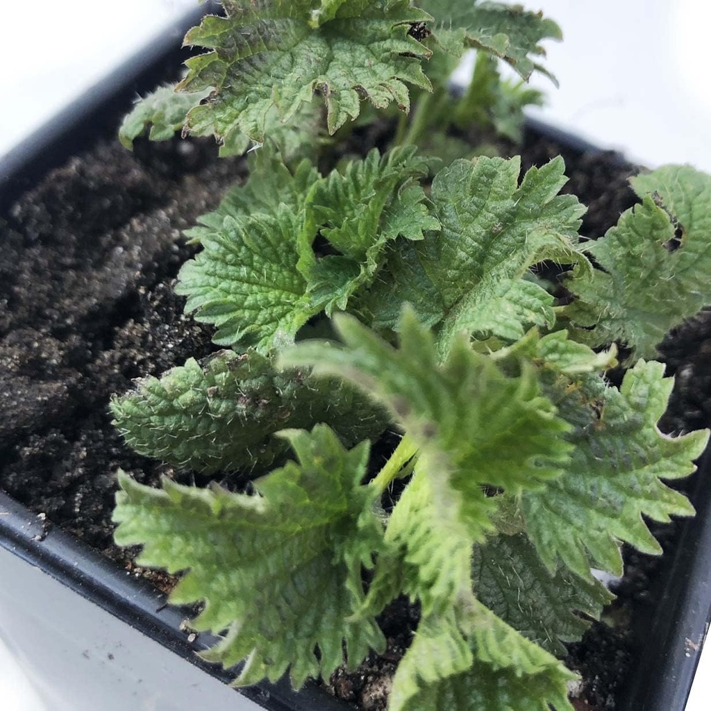 Organik Nettle Plant, Urtica dioica - 2.5'te Canlı Bitki - Cooking Plant in 2.5" Pot - Survival Food, Nutritious Herb by Smoke Camp Crafts