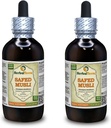 Safed Musli, Bahera (Chlorophytum Borivillianum) kıl Kök Sıvı Ekstraksiyon (Brand Name: HerbalTerra, Proudly Made in USA) 2x4 oz