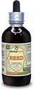 Reed (Phragmites Communis) Tincture, kıl Stems Sıvı Ekstraksiyon (Brand Name: HerbalTerra, Proudly Made in USA) 4 fl.oz (120 ml)