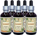 BlackBerry (Rubus fruticosus) Tincture, Organik kuru Sıvı Tür (Brand Name: HerbalTerra, Proudly Made in USA) 5x2 fl.oz (5x60 ml)