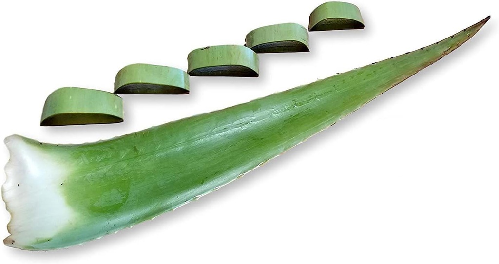 3 Pounds Organik Ekstra Büyük Aloe Vera Barbadensis Yeşil Leaves
