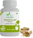 Genric JAGGY Premium Insulin Plant Capsules (Costus Igneus) Natural Supplement 240 Veggie Capsules (60 Day Supply) Insulin Plant Capsules (Costus Igneus) Natural Supplement 240 Veggie Capsules (60 Day Supply) Insulin Plant Capsules (60 Day Supply) Insulin Plant Capsules