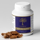 Yamoa Funtumia elastica Capsules (120 Count) Immune Support