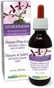 Naturalma South African Pelargonium ή Umckaloaba (Pelargonium sidoides) Ρίζα Αλκοόλ-ελεύθερο Βάμμα - 4 fl oz Liquid Extract in Drops - φυτικό συμπλήρωμα - Vegan