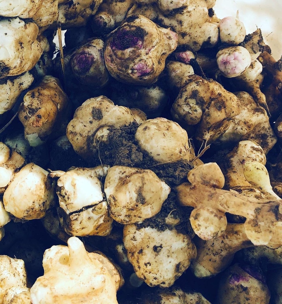 Organik Kudüs Artichoke Tubers (Helianthus tuberosus) - Sunchokes, Sunroot veya Kudüs Bitkilendirme veya Yemek için Tutarlar - Duman Kampı