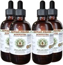 Echinacea Alkol Özgür Sıvı Ekstraksiyon, Echinacea (Echinacea Angustolia) kuru Kök Glycerite Hawaii Pharm Natural Herbal Supplement 4x4 oz