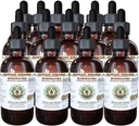 Echinacea Alkol-Free Liquid Extract, Echinacea (Echinacea Angustolia) kuru Kök Glycerite Hawaii Pharm Natural Herbal Supplement 15x4 oz