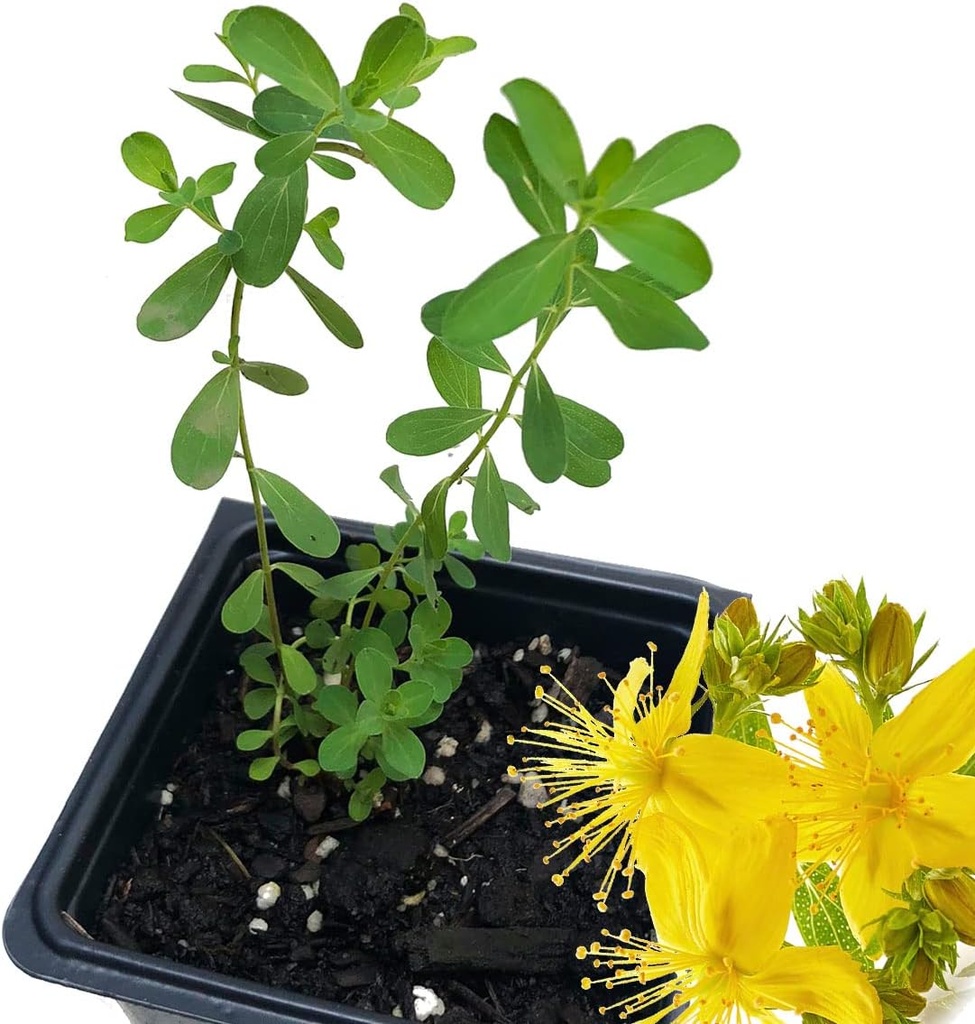 Organik Saint John's Wort Plant, (Hypericum Perforatum) 2.5 inç Pot - St. John's Wort Live Plant