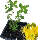 Organik Saint John's Wort Plant, (Hypericum Perforatum) 2.5 inç Pot - St. John's Wort Live Plant