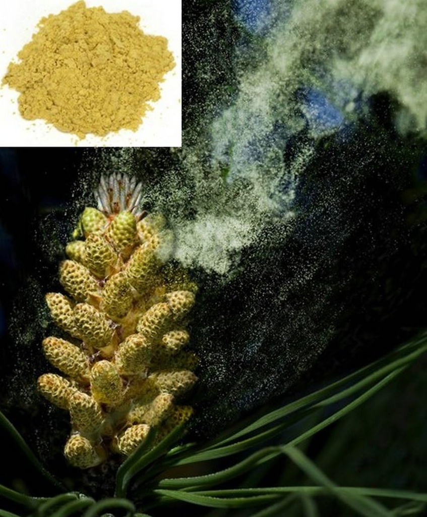 1KG (2.2 LB) Σπασμένο τοίχωμα κυττάρων Herbal Masson Pine Pollen σκόνη, 100% καθαρό & RAW - Wild HARVESTED - Ultimate SUPERFOOD
