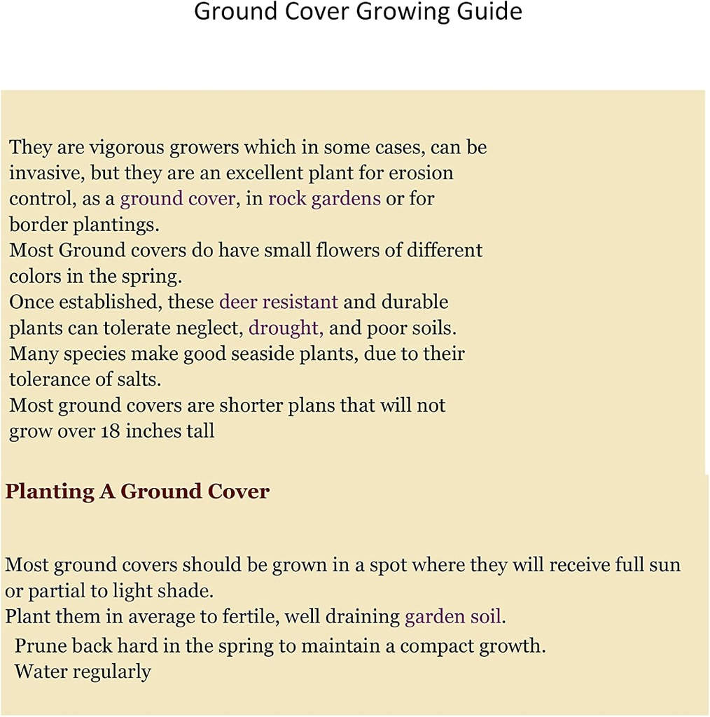 St Johns Wort/BRIGADOON/Hypericum Calyinum'u 4 inç Pots (2)