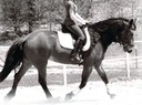Hormone and Calming Supplement for Horses All Natural Pure Raspberry and Peppermint Leaf Herbal Blend 14 oz.