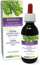 Naturalma Rhodiola rosea (Sedum roseum) Root alkol-Free Tincture - Drops'da 4 fl oz Sıvı Ekstraksiyon - Herbal Supplement - Vegan