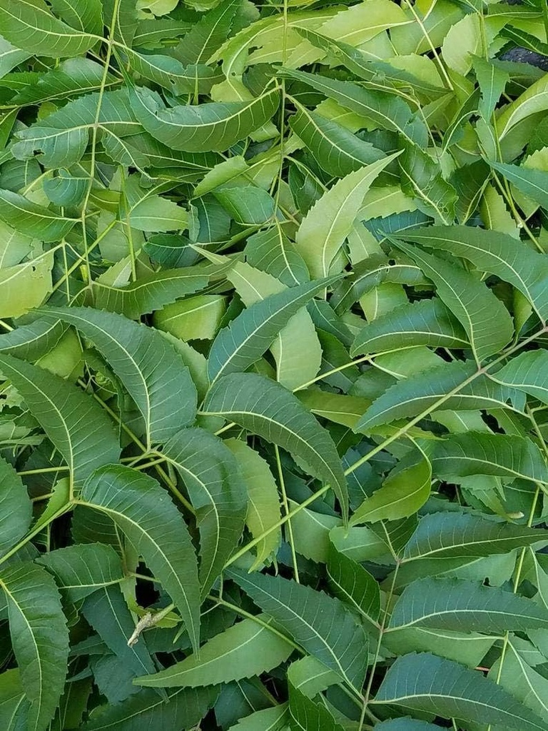 Fresh Neem Leaves, Azadirachta Indica, Margosa, Güney Florida'dan. (3 OZ)
