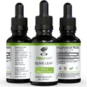 Olive Leaf Extract Liquid Tincture - Organik - Alkol Ücretsiz Diyetsel Tamam - Ekstra Güç - Cardiovascular ve Genel Sağlık Desteği - Vegan - 1 oz by Ziggy Health