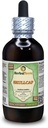 Skullcap (Scutellaria Lateriflora) Glycerite, Organik Kuru Herb Alkol Özgür Sıvı Ekstraksiyon (Brand Name: HerbalTerra, Proudly Made in USA) 4 fl.oz (120 ml)