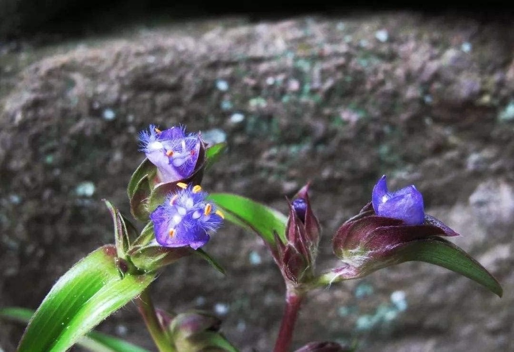 3.55 Oz. Cyanotis Ecdysone Extract Toz, Pure & Güçlü 98 Ecdysterone ECDYSONE & Dioscin Formula, Solid Muscle Fast & 100% Natural