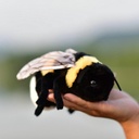 TAMMYFLYFLY Soft Bee Plush Toy, Stuffed Animal Doll, Cute Honeybee Plush Doll,17cm