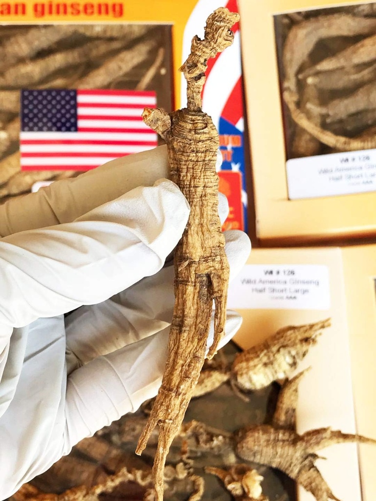 8OZ=227g/Box American Wild Ginseng 15~20 Yıl, Wisconsin Whole BTC Root Hand-Seçildi | , 野泡参 大号 |Cultivated American Wisconsin BTC Lager WI 126L 8OZ/Box
