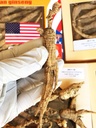8OZ=227g/Box American Wild Ginseng 15~20 Yıl, Wisconsin Whole BTC Root Hand-Seçildi | , 野泡参 大号 |Cultivated American Wisconsin BTC Lager WI 126L 8OZ/Box