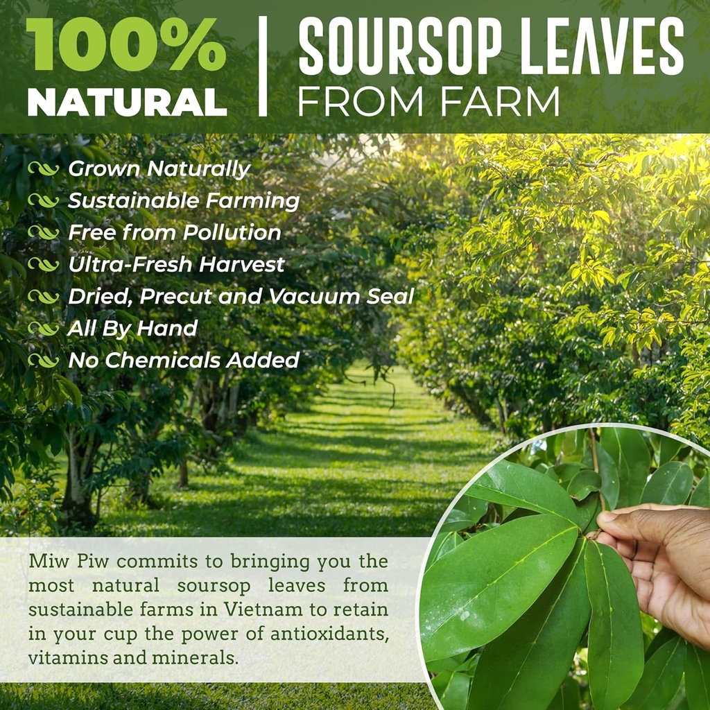 Soursop Graviola Tea, 250+ Guanabana Leaves, No Gluten, Wildcrafted, Hoja Guanabana, Loose Leaf Herbal Tea, Precut, Relaxing, Good Sleep