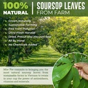 Soursop Graviola Dried Leaves Tea, 250+ Guanabana Leaves, No Gluten, Wildcrafted, Hoja Guanabana, Loose Leaf Herbal Tea, Precut, Relaxing, Good Sleep