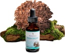 Mushroom Science MaitakeGold 404 Mushroom Supplement, Liquid Extract, Health Defense Support, Natural Diyetary Supplement for Yetişkinler, Hot Water Extracted Mushrooms, Vegetarian, 1 Oz, 180 Servisler