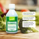 FUNAT Chlorophyll Plus Natural Mint Flavor ile Sıvı - Enerji ve Wellness için Nutrient-Rich Green Supplement, Easy-to-Use Drops - 8.1 FL OZ