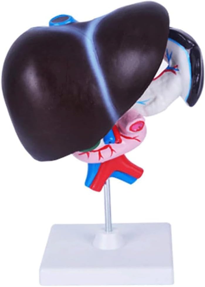 FROON İnsan Organ Modeli Yapay Liver Pancreas Duodenum Model Liver Öğretim Aids Medical Liver Anatomi Modeli Okul Çalışma Araçları için 3 parçaya uygulanabilir