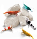 SunGrow Shrimp Rocks, Food, Rock Magnezyums for Crayfish, Hermit Crab, Snails, Crustacean Care, Aquarium Decor for Crystal Red, Amano ve Hayalet Shrimps, Nano Tank Aksesuarları, Fish Tank Tank Malzemeleri