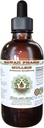 Mullein Alcohol-Free Liquid Extract, Organic Mullein (Verbascum densiflorum) Dried Flower Glycerite Natural Herbal Supplement, Hawaii Pharm, USA 4 oz