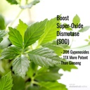 Immortalitea Gynostemma Κάψουλες (Jiaogulan) - Ολόκληρο το φύλλο Full Spectrum - Φυσικό Adaptogen & AMPK συμπλήρωμα ενεργοποιητή - κάψουλες Veggie - 100 Count, 500mg